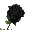 schwarze_rose1986