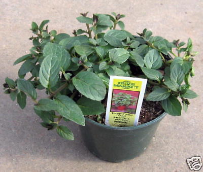  Herbs Plants on Herb  Peppermint  4  Pot  Live Plant    Ebay