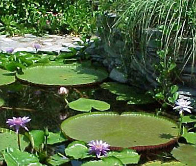 Victoria Amazonica/Giant Water Lily/Lotus/ 25 seeds!!!