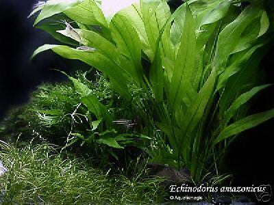 Live amazon sword plant x 3 stalks ...