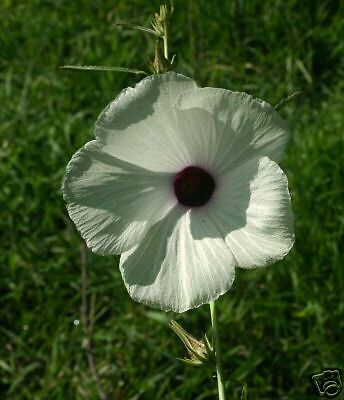 Hibiscus cannabinus KENAF 10 SEEDS!  Unique Foliage!