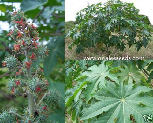 100+ GREEN Castor Bean Seeds Tropical Look Fast Grower  