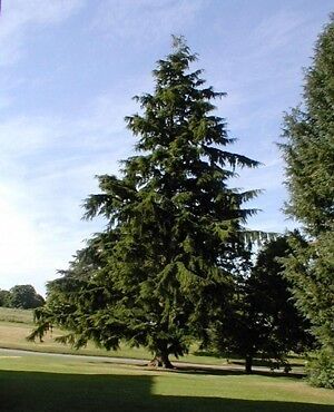 RIESENTANNE   ABIES GRANDIS   SCHNELLWÜCHSIG   30 SAMEN  