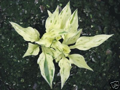 hosta Lakeside Zing Zang