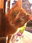 jerusalemkatze