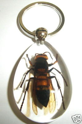 Insect Keychain (Clear)   Lesser Banded Tiger Hornet  