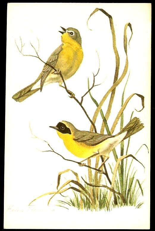 VINTAGE POSTCARD YELLOW THROATS SIGNED HELEN FLEMING  