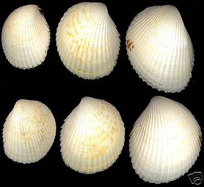 Bestshells Trachy Cardium Alternatum 62,75,85mmF++/Gem.  