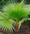 Washingtonia Robusta Mexican Fan Palm Seeds  