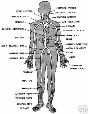 3472 p Pharmacology , Anatomy , Physiology CD  