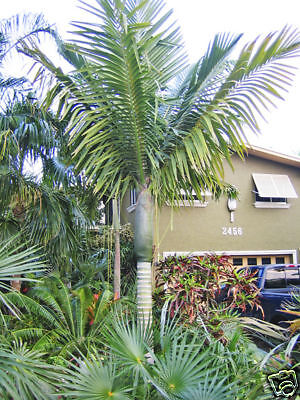 Miraguama Palm RARE FAST Growing Kentiopsis oliviformis  