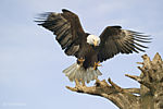 levantin.raptor