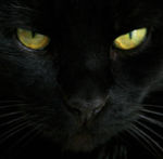 gattone2003